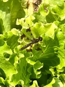 Skimmers are part of larger dragonfly family